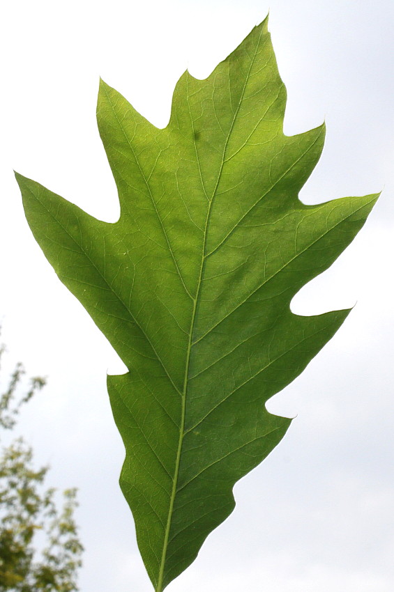 Изображение особи Quercus &times; heterophylla.