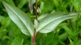 Oenothera perennis. Листья (видна их нижняя сторона). Германия, г. Дюссельдорф, Ботанический сад университета. 02.06.2014.