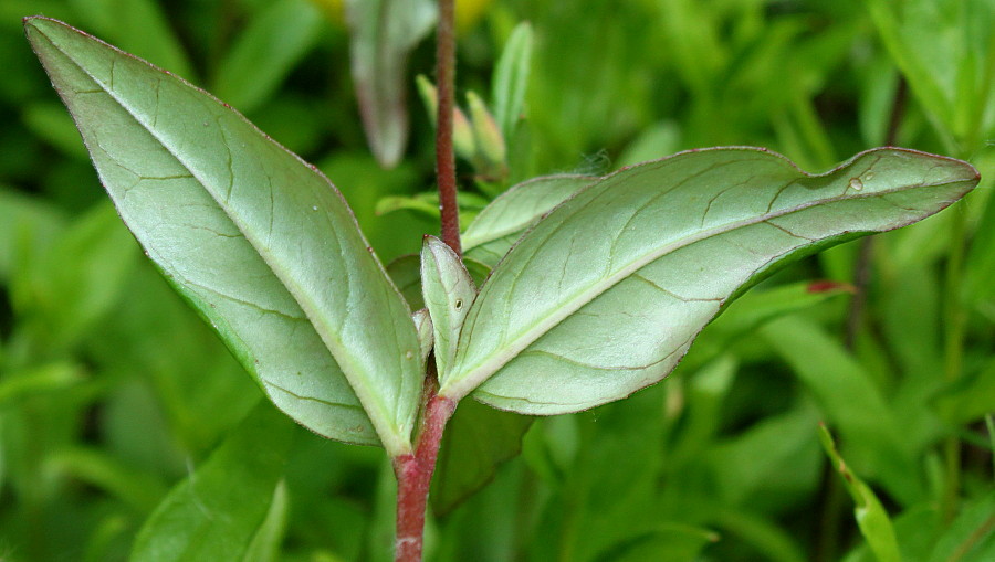 Изображение особи Oenothera perennis.