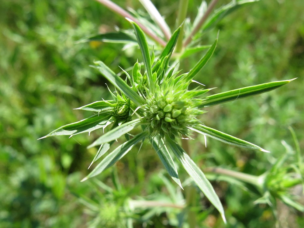 Изображение особи Eryngium planum.