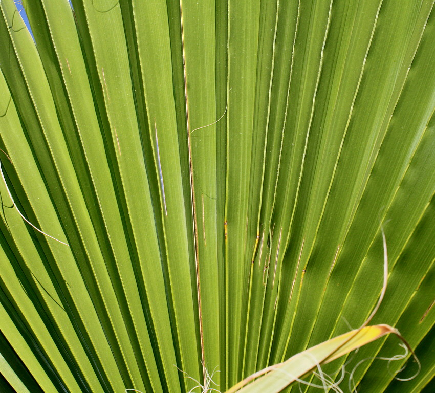 Изображение особи Washingtonia robusta.