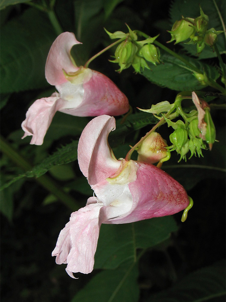 Image of Impatiens glandulifera specimen.