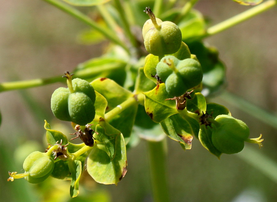 Изображение особи Euphorbia lucida.