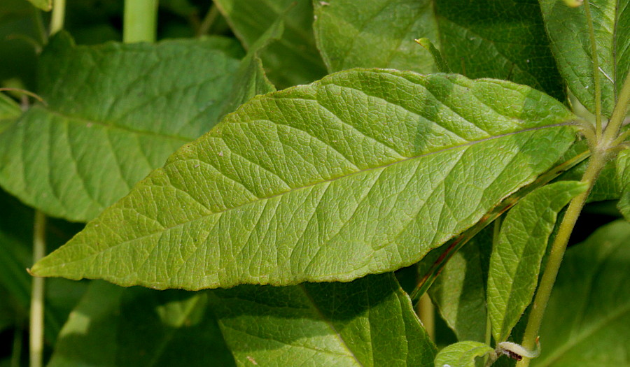 Изображение особи Lysimachia vulgaris.