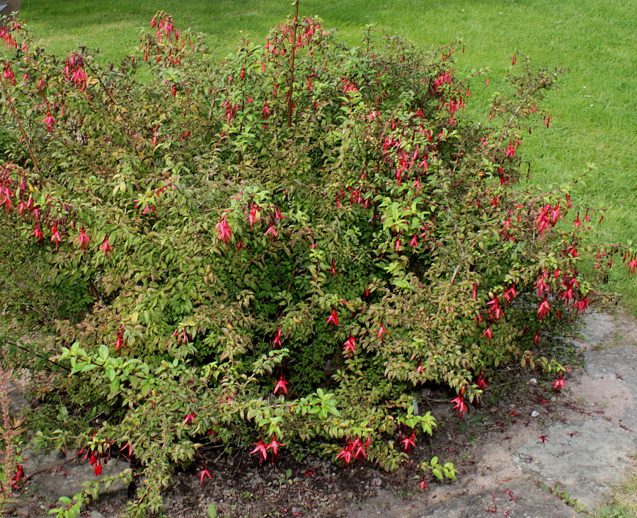 Изображение особи Fuchsia magellanica.