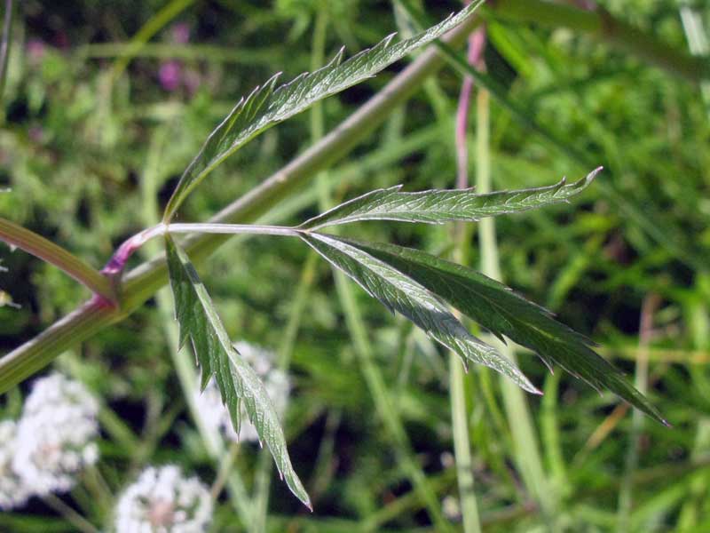 Image of Cicuta virosa specimen.