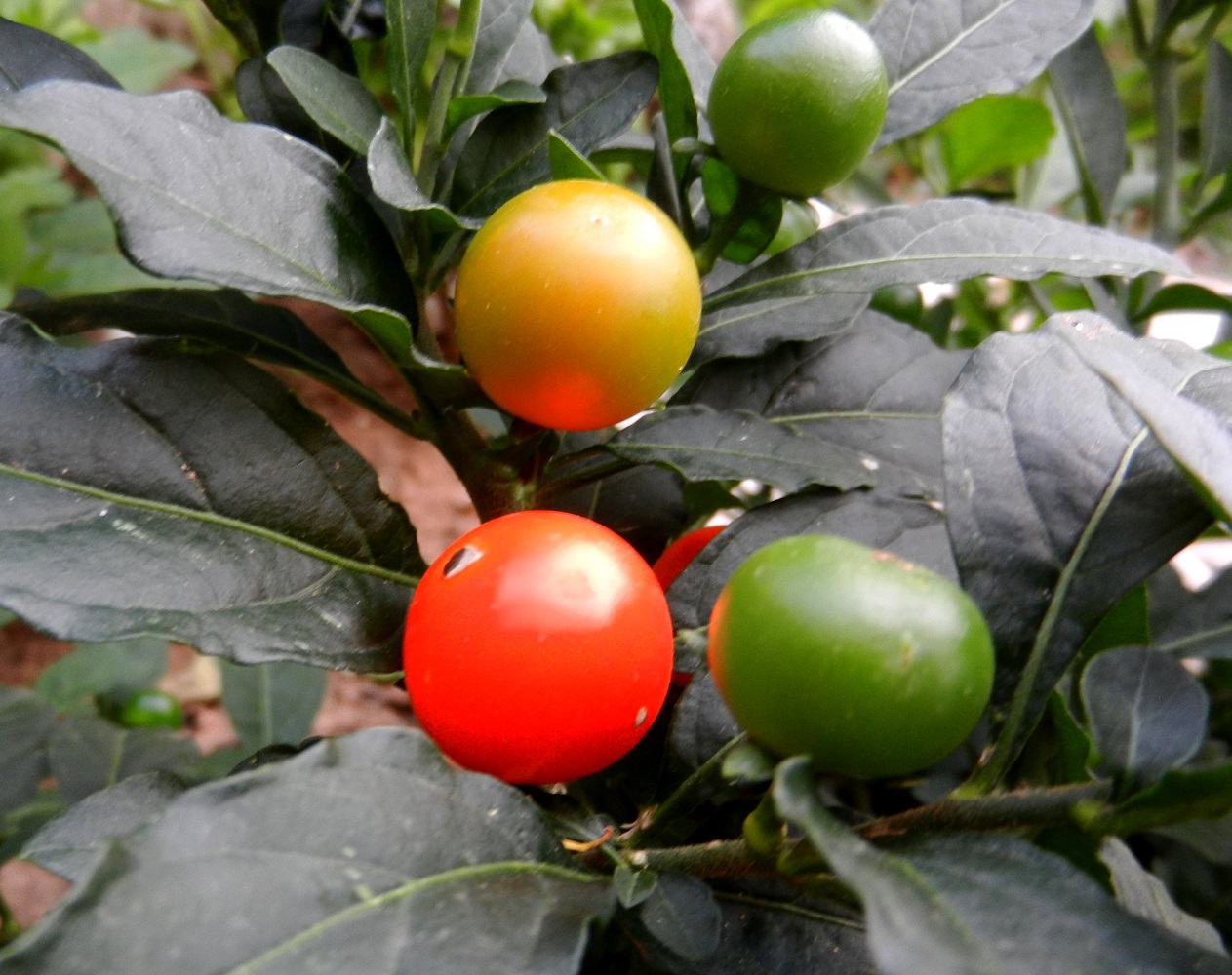 Image of Solanum pseudocapsicum specimen.