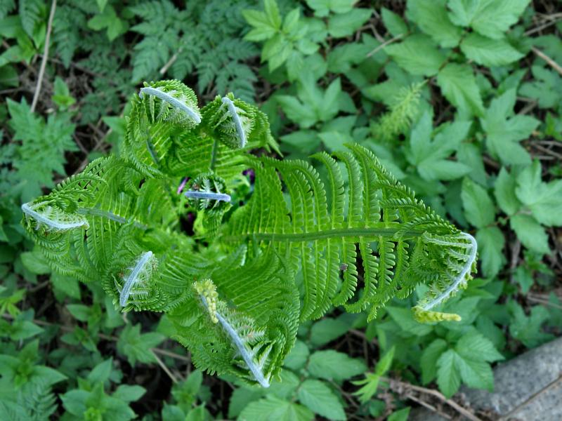 Image of Matteuccia struthiopteris specimen.