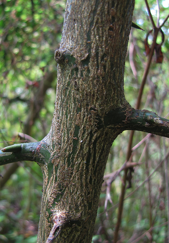 Image of Poncirus trifoliata specimen.