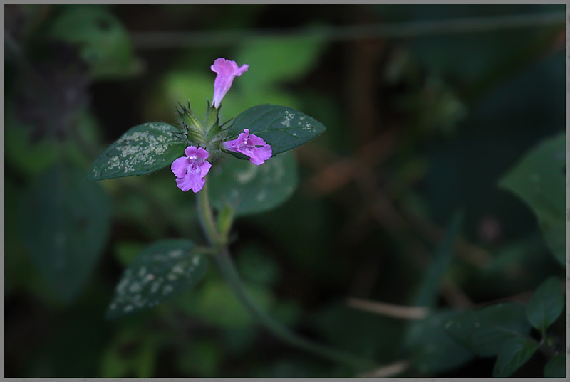 Image of Clinopodium vulgare specimen.