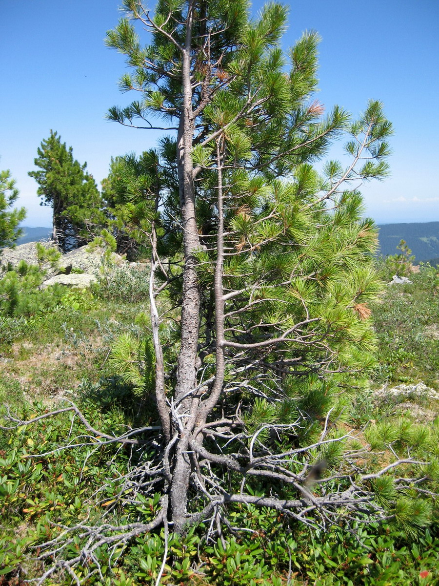 Изображение особи Pinus sibirica.