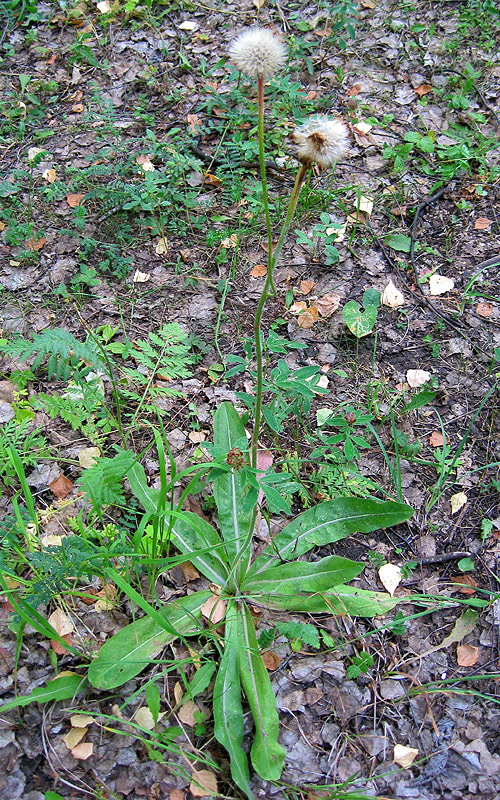 Image of Trommsdorffia maculata specimen.