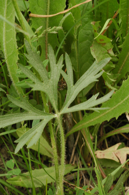 Image of Ranunculus polyanthemos specimen.