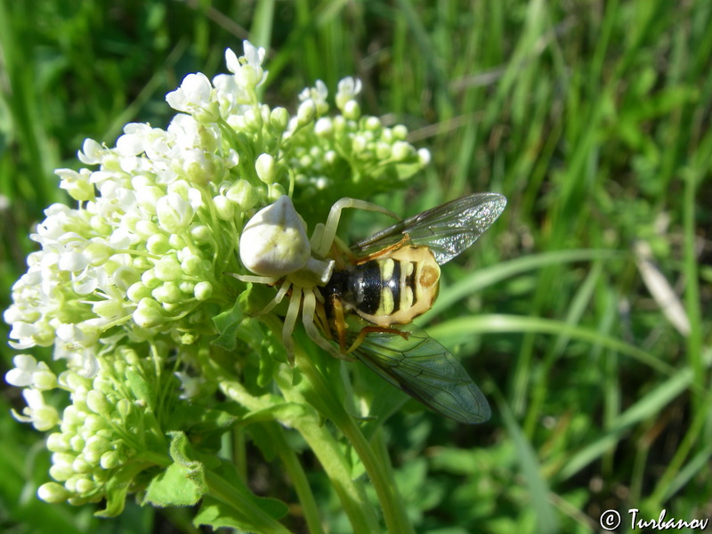 Image of Cardaria draba specimen.