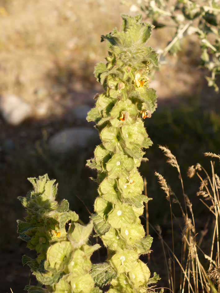 Image of Eremostachys isochila specimen.