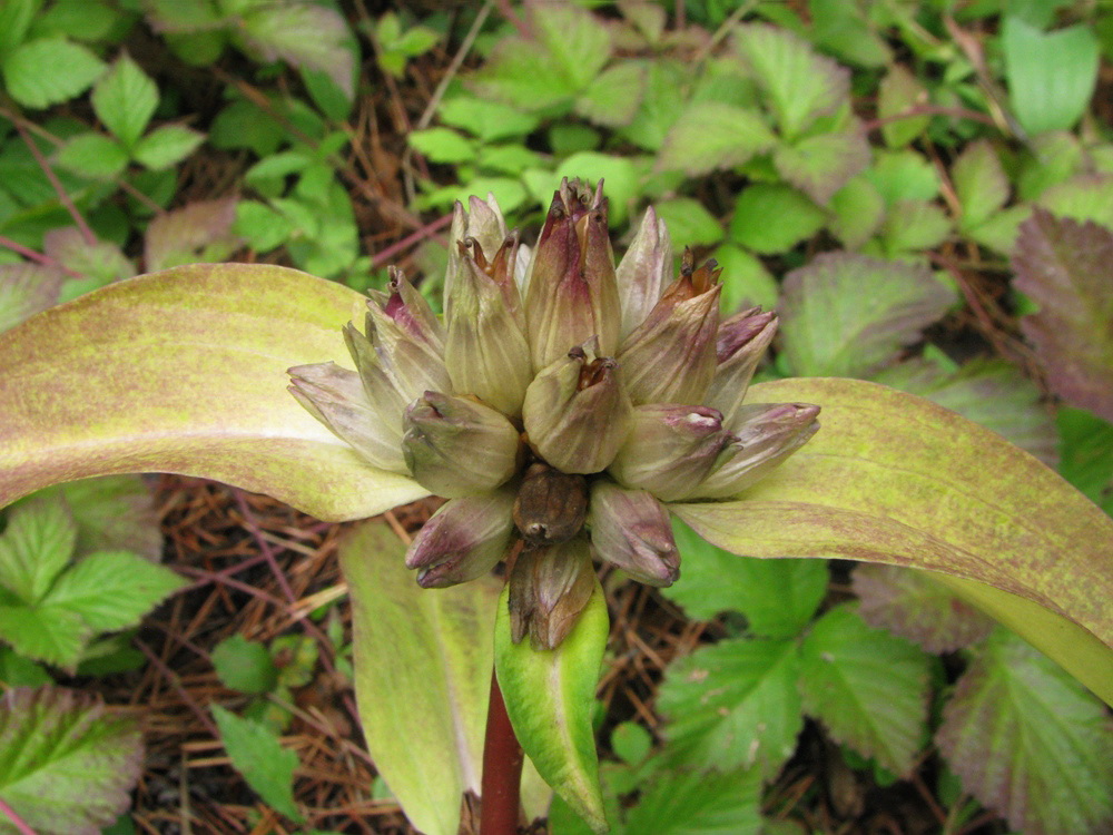 Image of Gentiana macrophylla specimen.