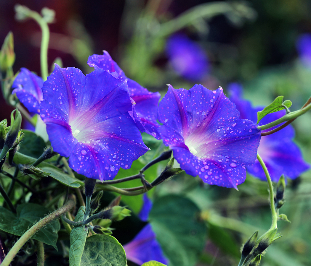 Image of Ipomoea purpurea specimen.