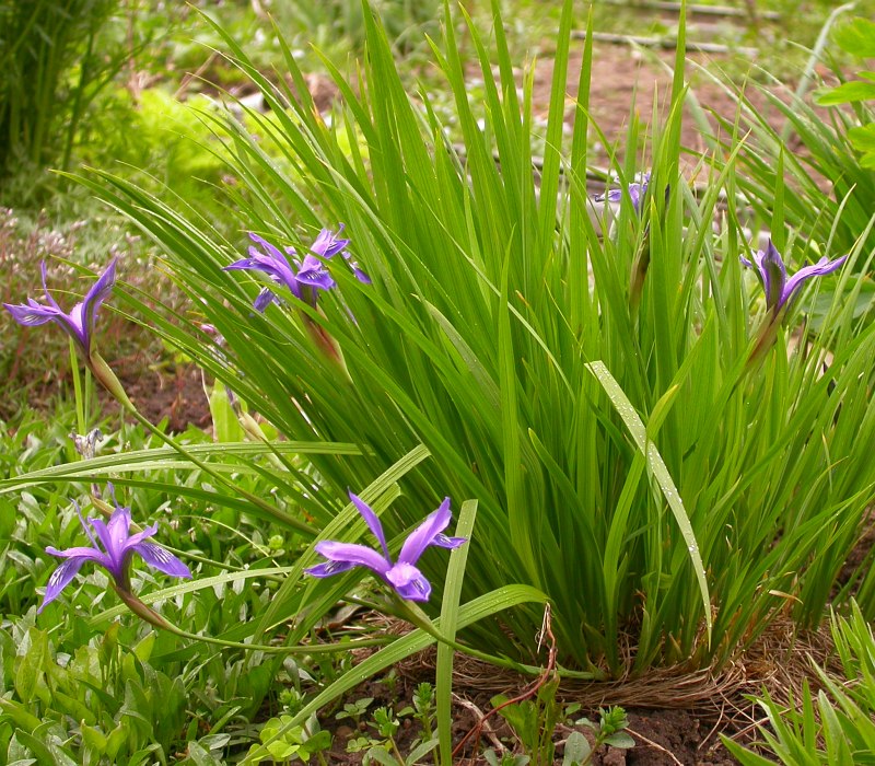 Изображение особи Iris ruthenica.