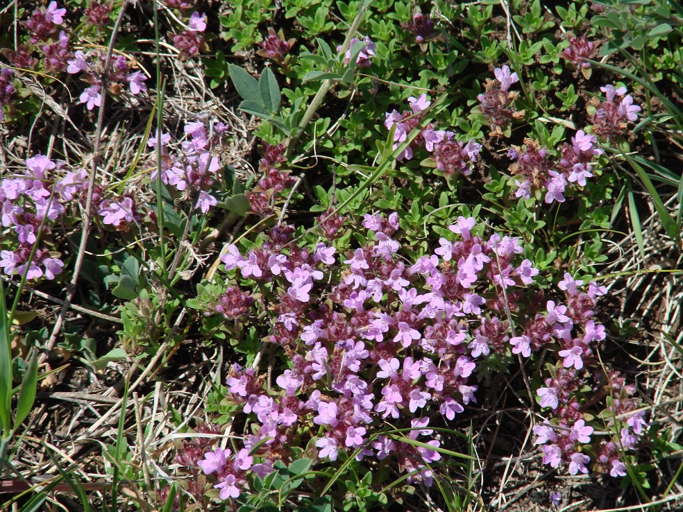 Изображение особи род Thymus.