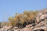 Schrenkia kultiassovii. Цветущее растение. Южный Казахстан, горы Алатау (Даубаба), Западное ущелье, Западный перевал, 1560 м н.у.м. 14.07.2014.