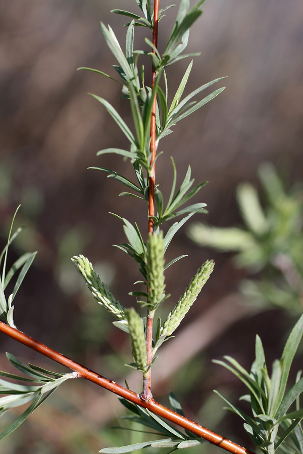 Изображение особи Salix wilhelmsiana.