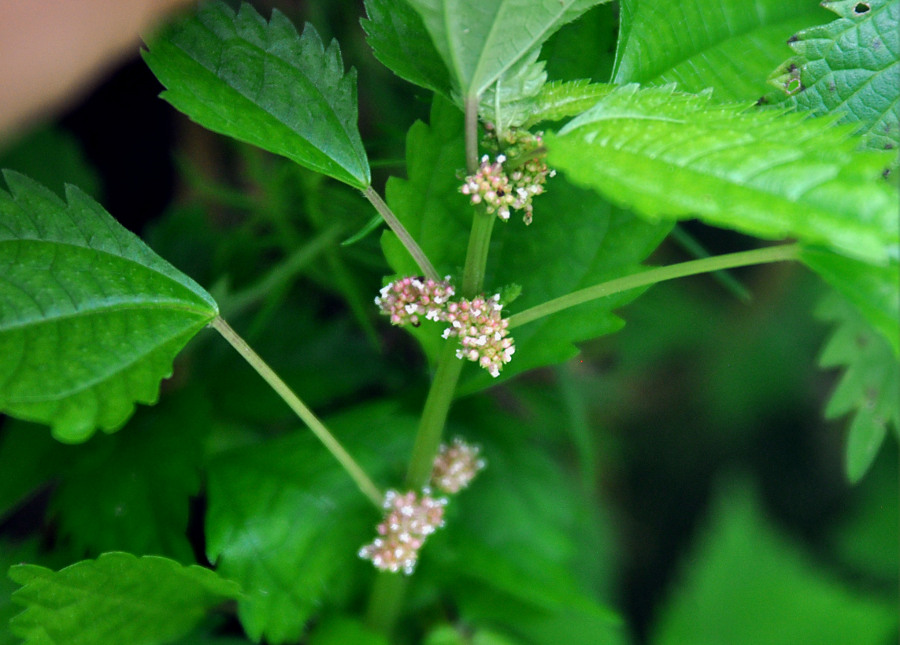 Image of Pilea mongolica specimen.