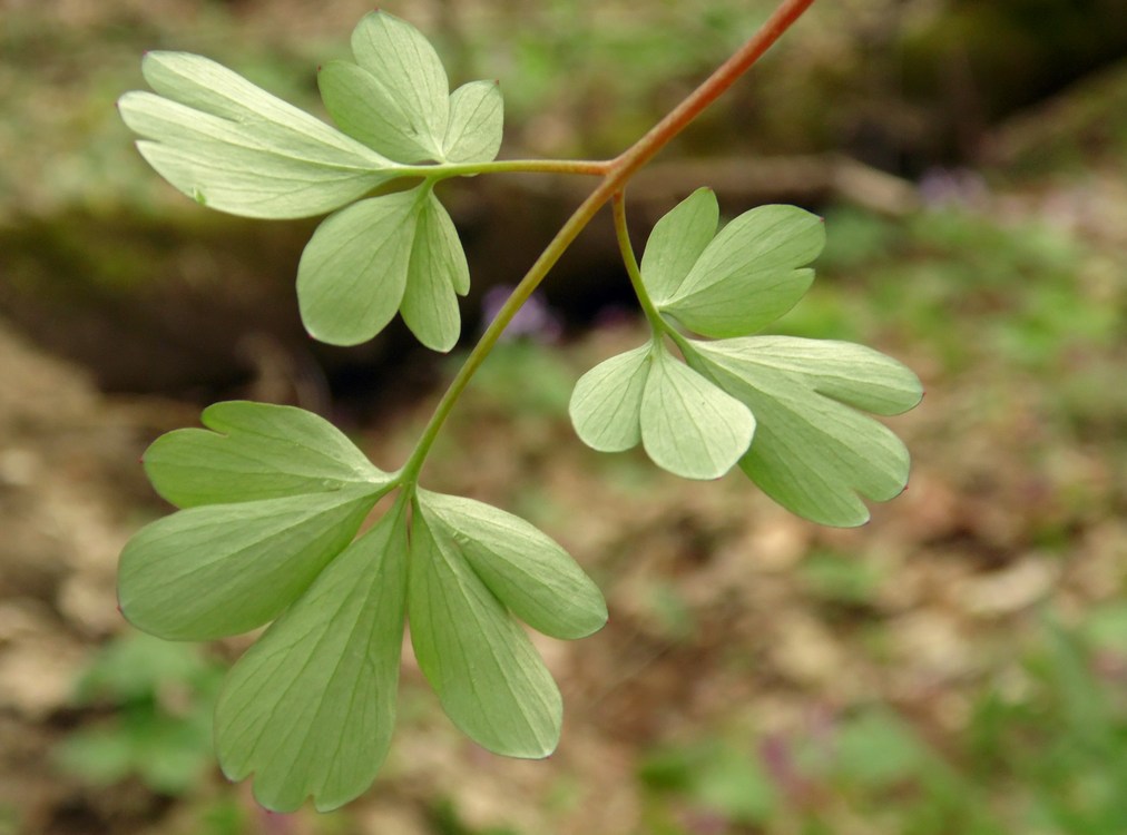 Image of Corydalis caucasica specimen.