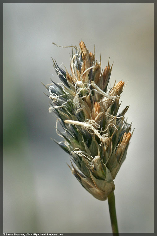 Image of Sesleria albicans specimen.