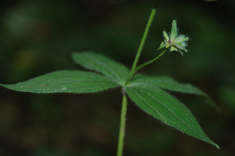 Изображение особи Asperula caucasica.