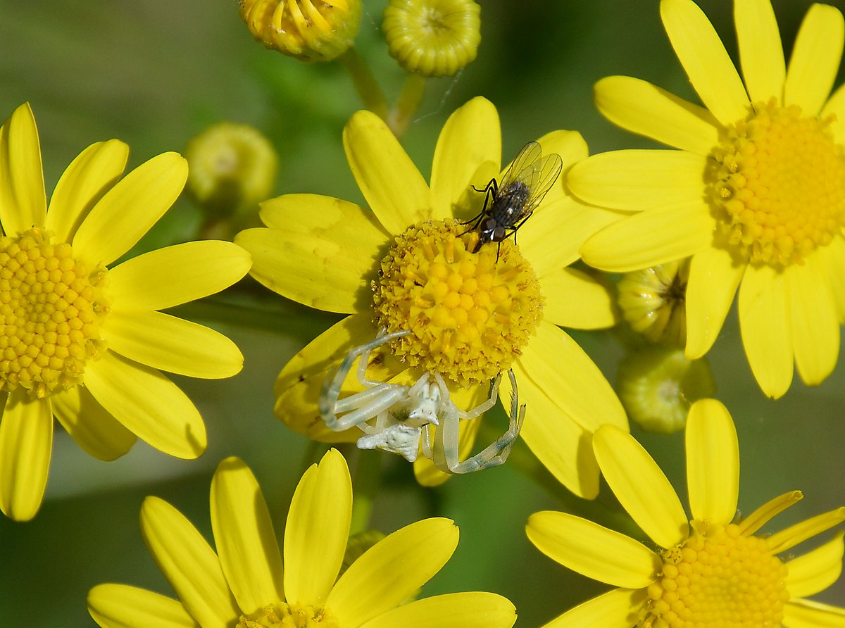 Image of Senecio vernalis specimen.