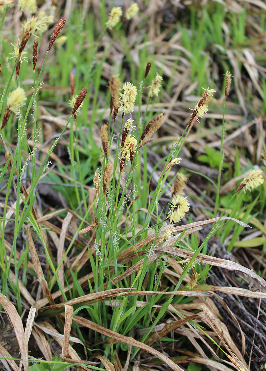 Изображение особи Carex pilosa.