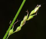 Carex pilosa. Женское соцветие. Московская обл., Раменский р-н, окр. ж.-д. платформы Хрипань, смешанный лес у ЛЭП. 18.05.2016.