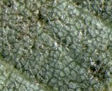 Смотреть изображение Tilia amurensis