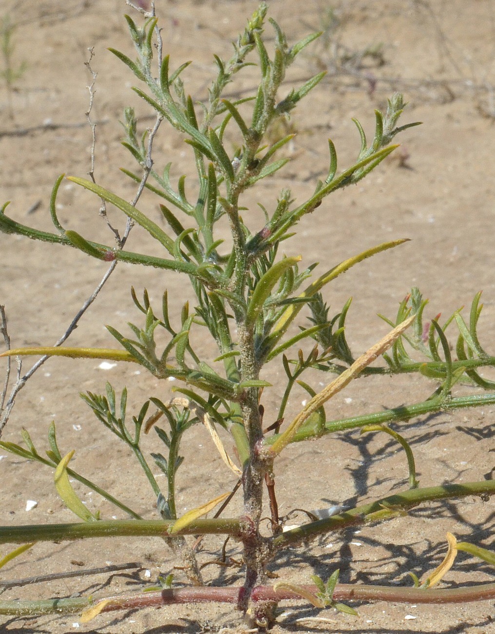 Image of Corispermum hyssopifolium specimen.
