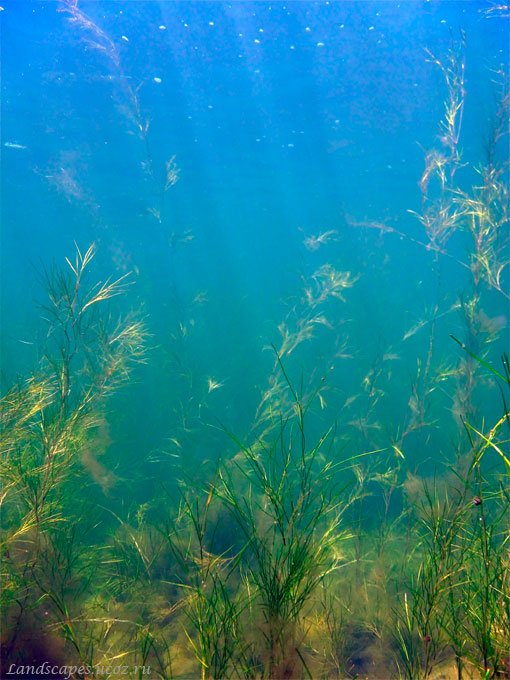 Image of Potamogeton pectinatus specimen.