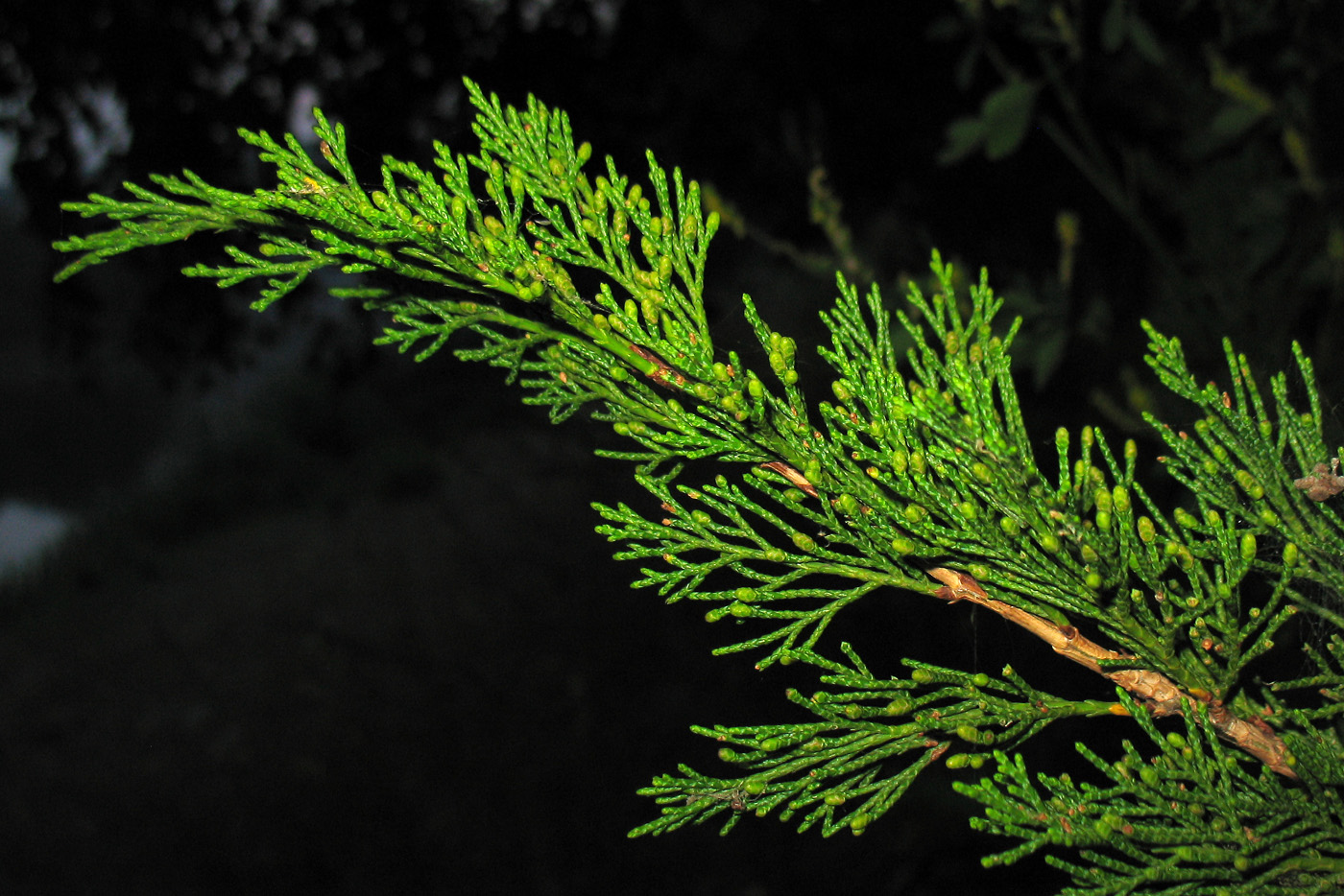 Image of Juniperus sabina specimen.