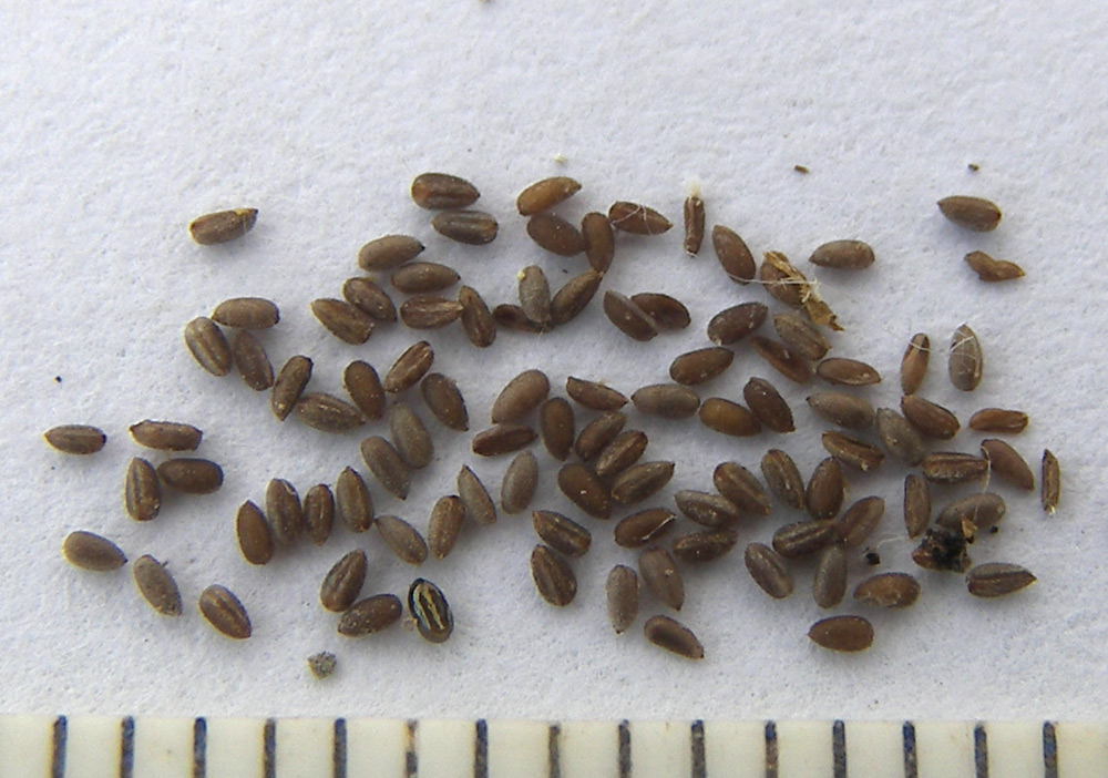 Image of Epilobium hirsutum specimen.