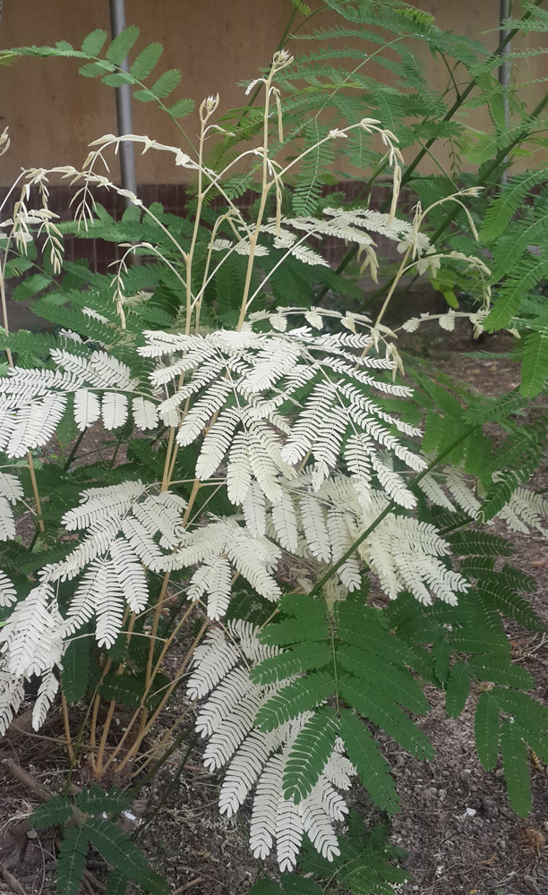 Image of Albizia julibrissin specimen.