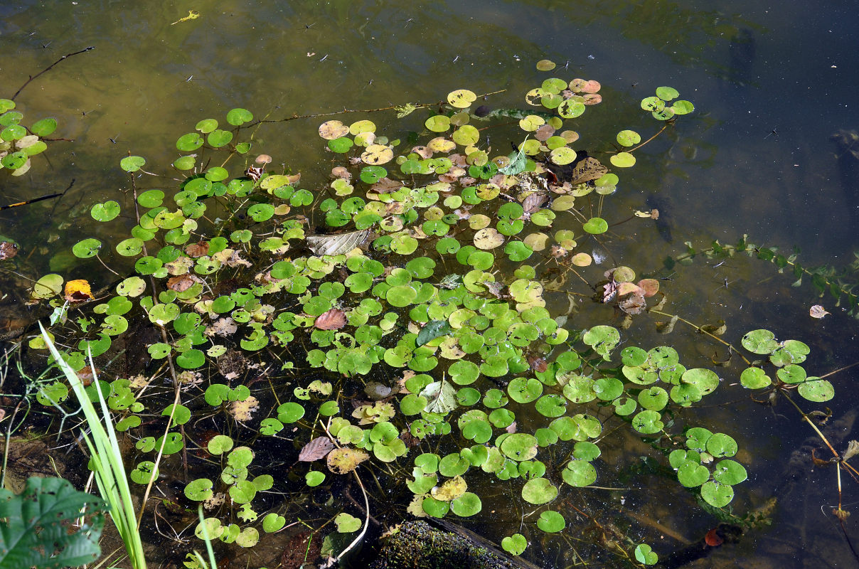 Изображение особи Hydrocharis morsus-ranae.