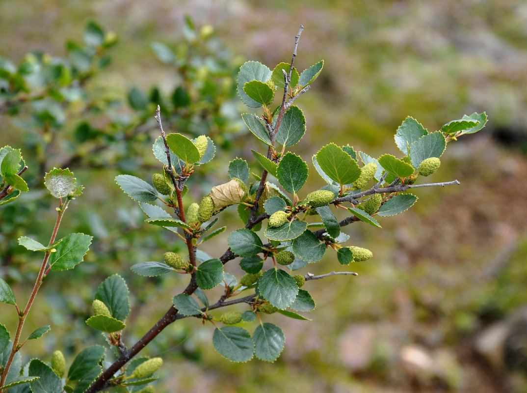 Род растений 8. Betula glandulosa. Бетула цветок.