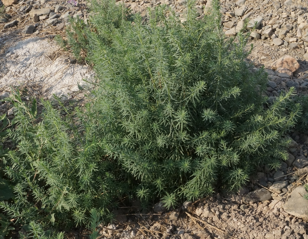 Image of Suaeda linifolia specimen.