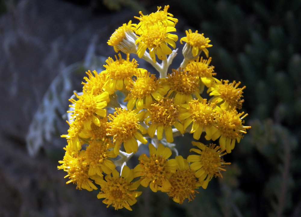 Image of Senecio cineraria specimen.