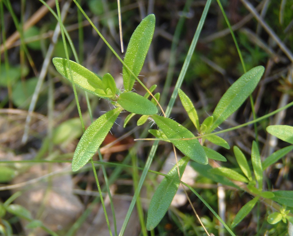 Image of Thymus &times; tschernjajevii specimen.