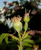 Rosa canina