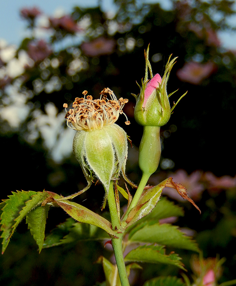 Image of Rosa canina specimen.