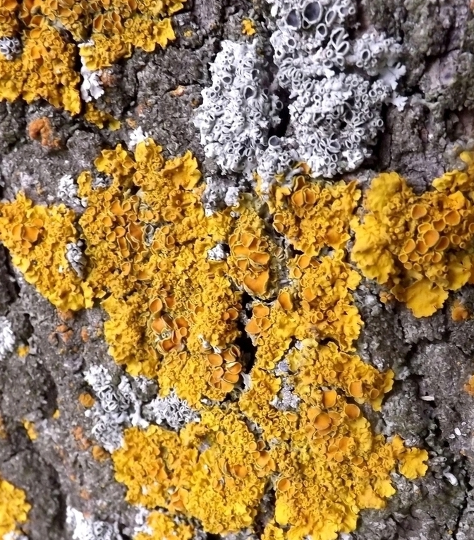 Image of Xanthoria parietina specimen.