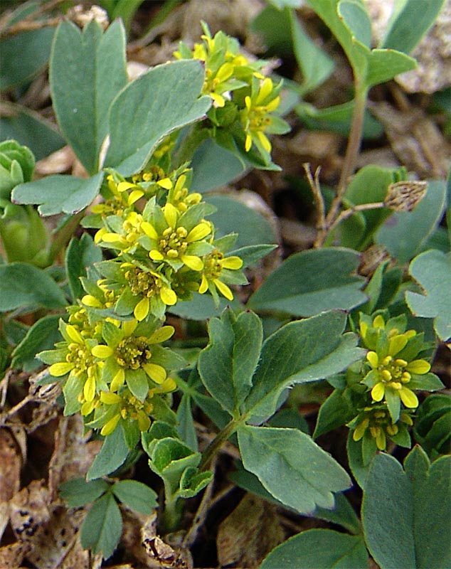 Image of Sibbaldia semiglabra specimen.