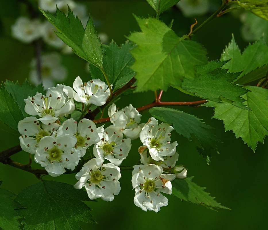 Изображение особи род Crataegus.