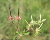 Geranium pusillum. Верхушка побега с плодами. Краснодарский край, Кущёвский р-н, станица Шкуринская, у тропинки на саге. 23.06.2017.