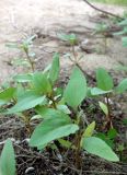 Смотреть изображение Xanthium orientale